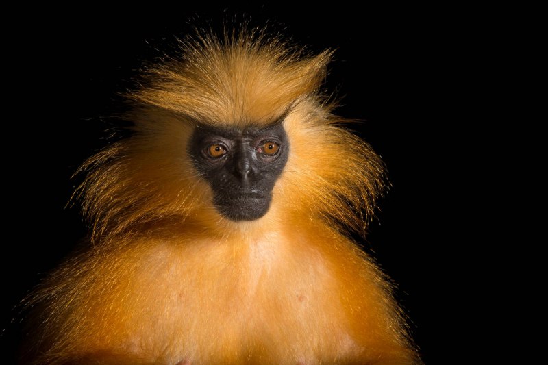 Semnopithecus dussumieri