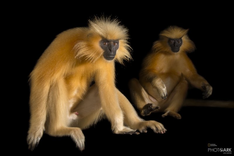 Trachypithecus Germaini