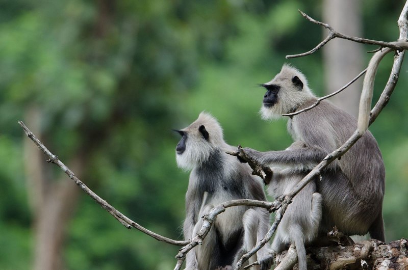Semnopithecus hypoleucos