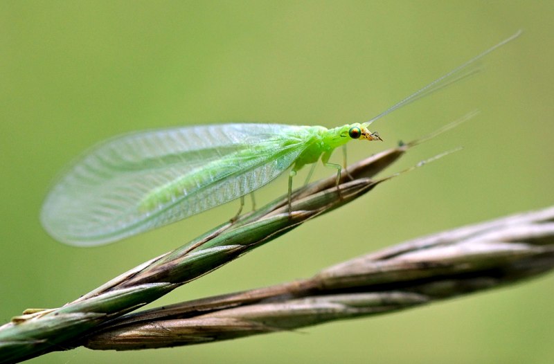 Златоглазка обыкновенная - Chrysopa carnea