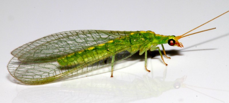 Златоглазка обыкновенная Chrysoperla carnea