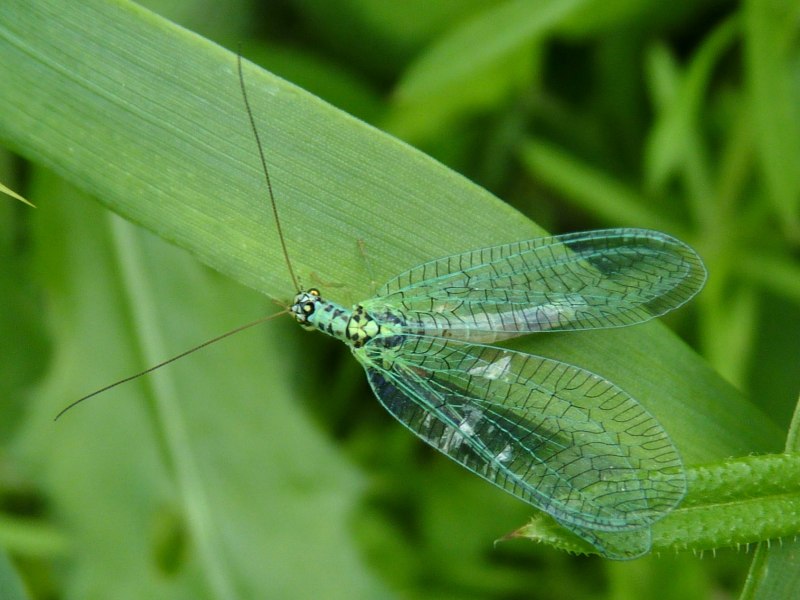 Chrysopidae (златоглазка)