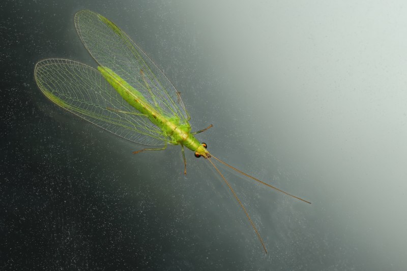 Chrysopidae (златоглазка)