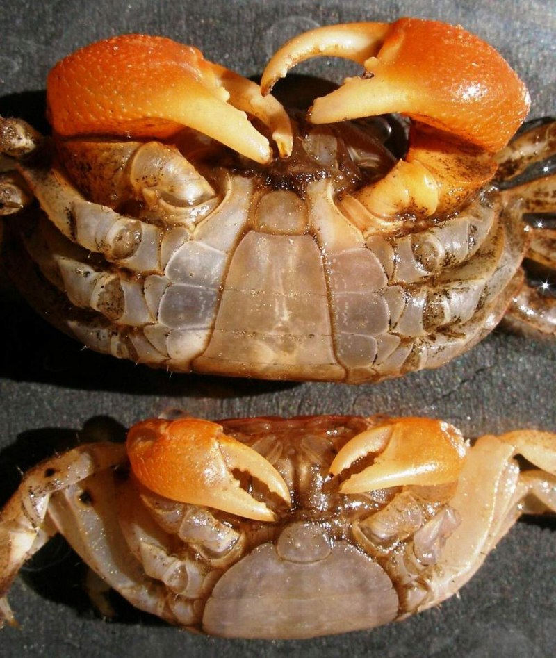 Pseudosesarma moeshi