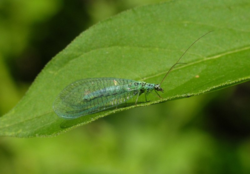 Chrysopidae (златоглазка)