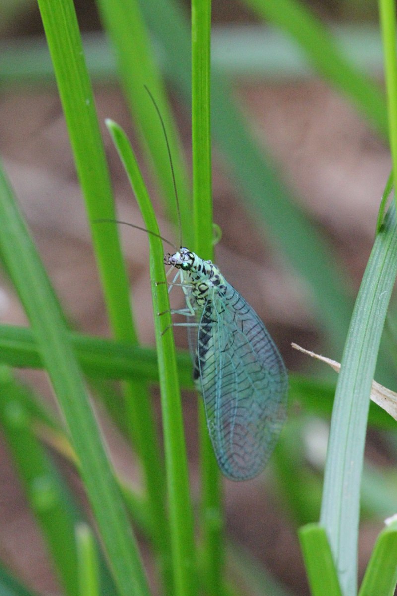 Chrysopidae (златоглазка)