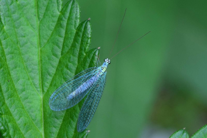 Chrysopidae (златоглазка)