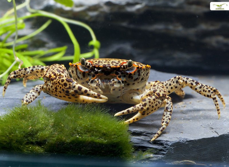 Parathelphusa pantherina