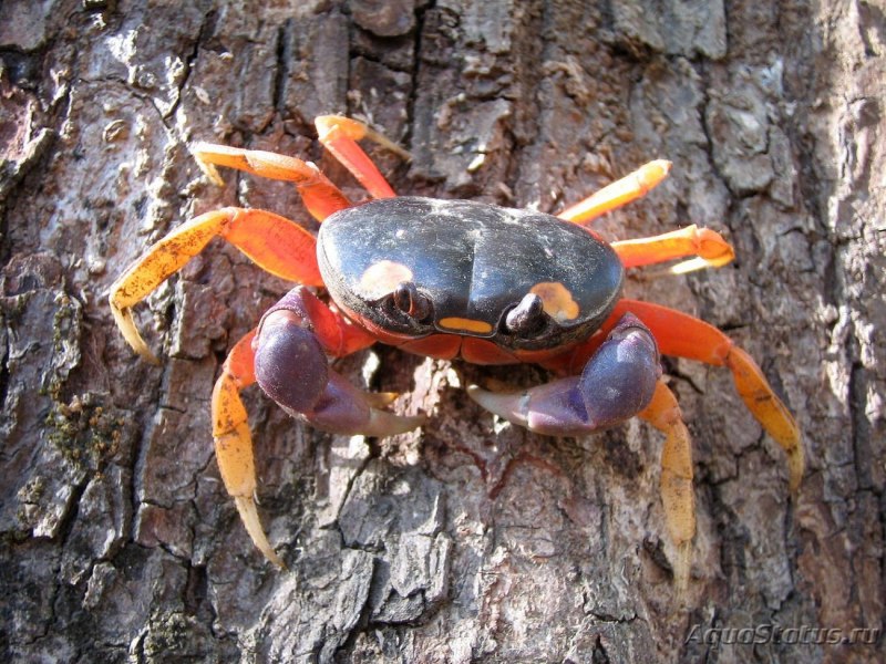 Gecarcinus ruricola