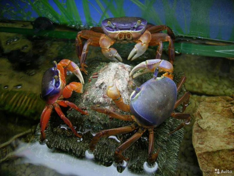 Радужный краб (Cardisoma armatum)