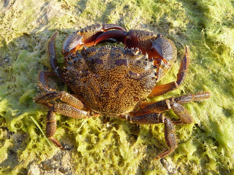 Каменный краб (Eriphia verrucosa)