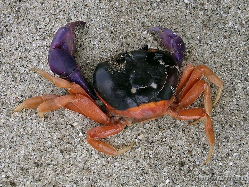 Краб Хэллоуин ( Gecarcinus ruricola)