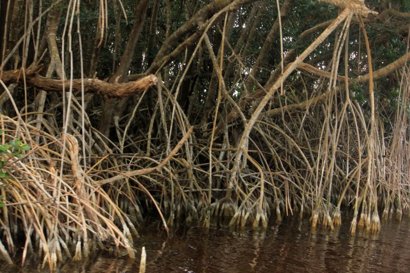 Красное мангровое дерево Rhizophora Mangle