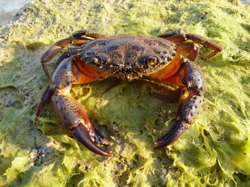 Каменный краб (Eriphia verrucosa)