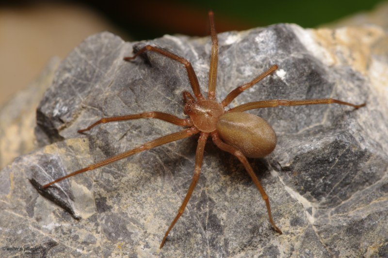 Loxosceles Laeta паук