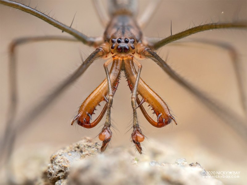 Tetragnatha паук