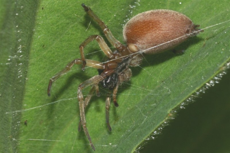 Hypochilus petrunkevitchi