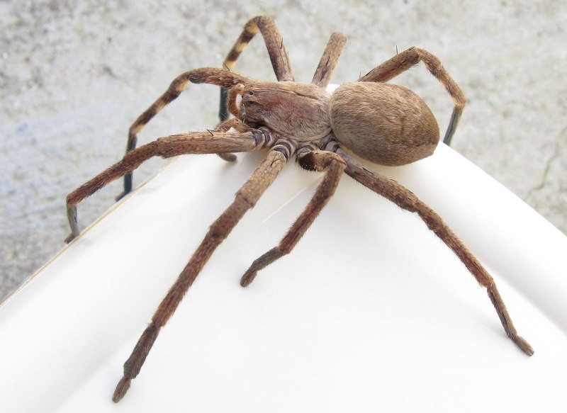 Гигантский крабовый паук Sparassidae
