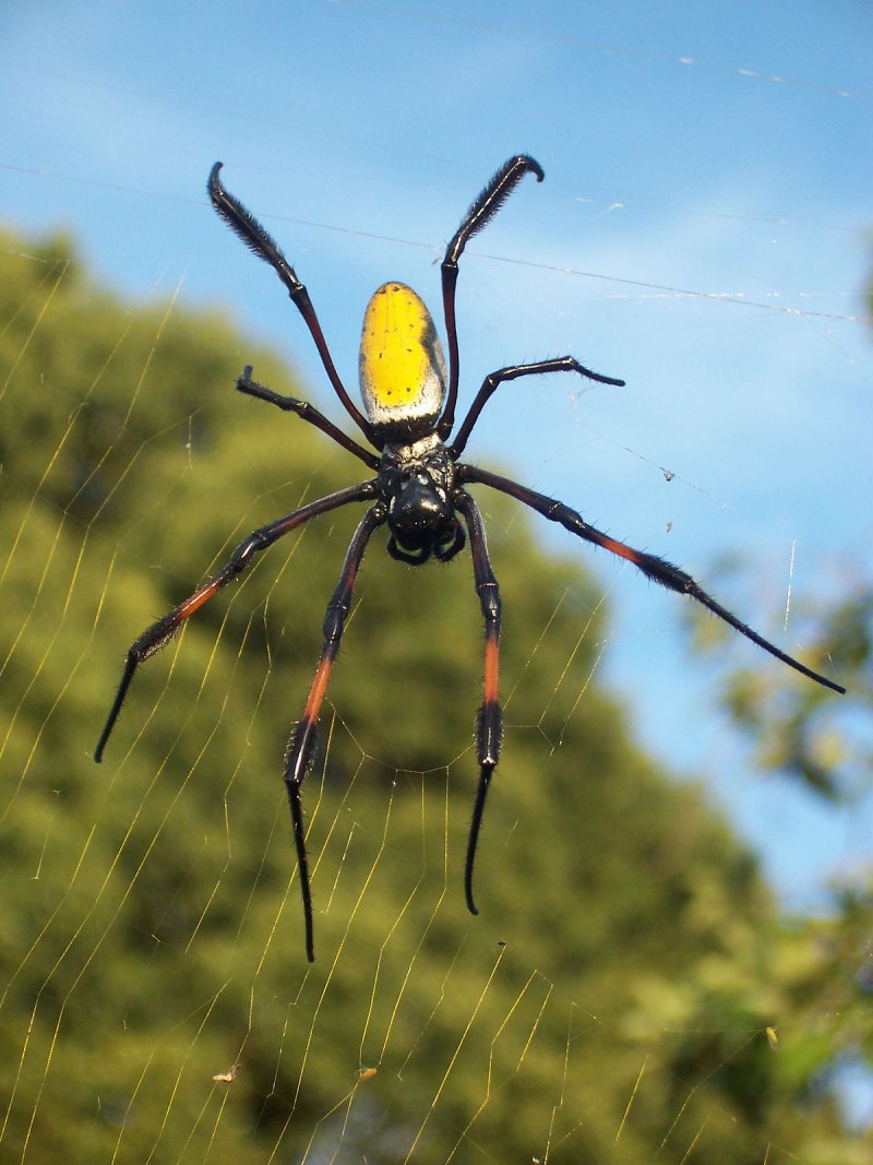Гигантский паук золотопряд (Nephila)