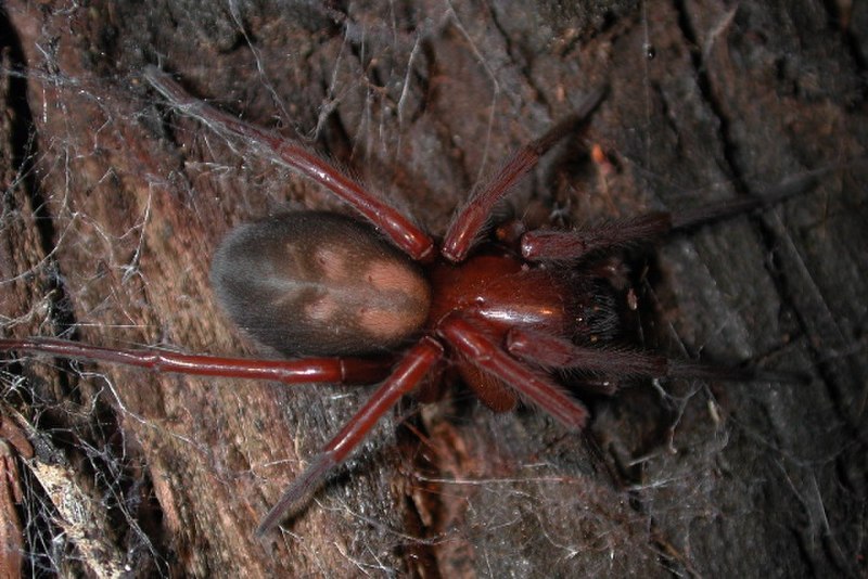 Аранеоморфные пауки Callobius