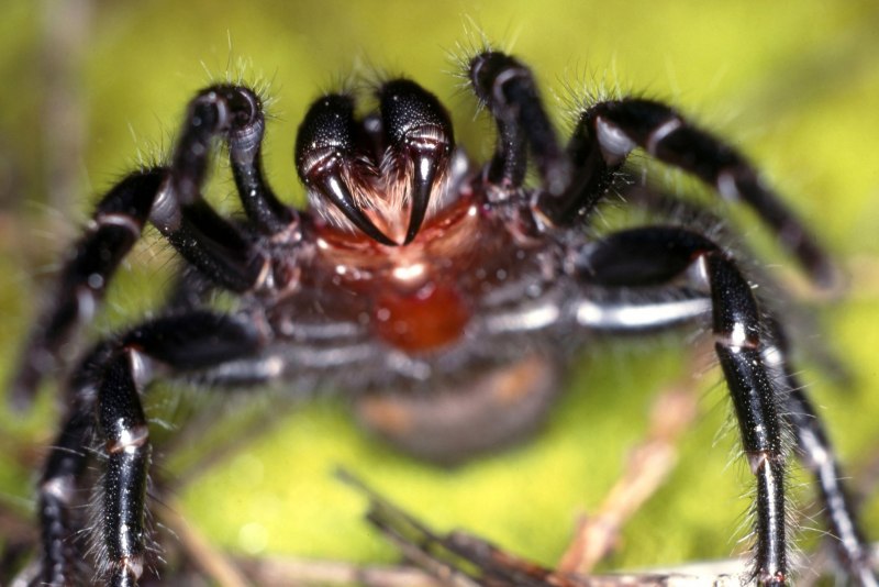 Rhene flavicomans