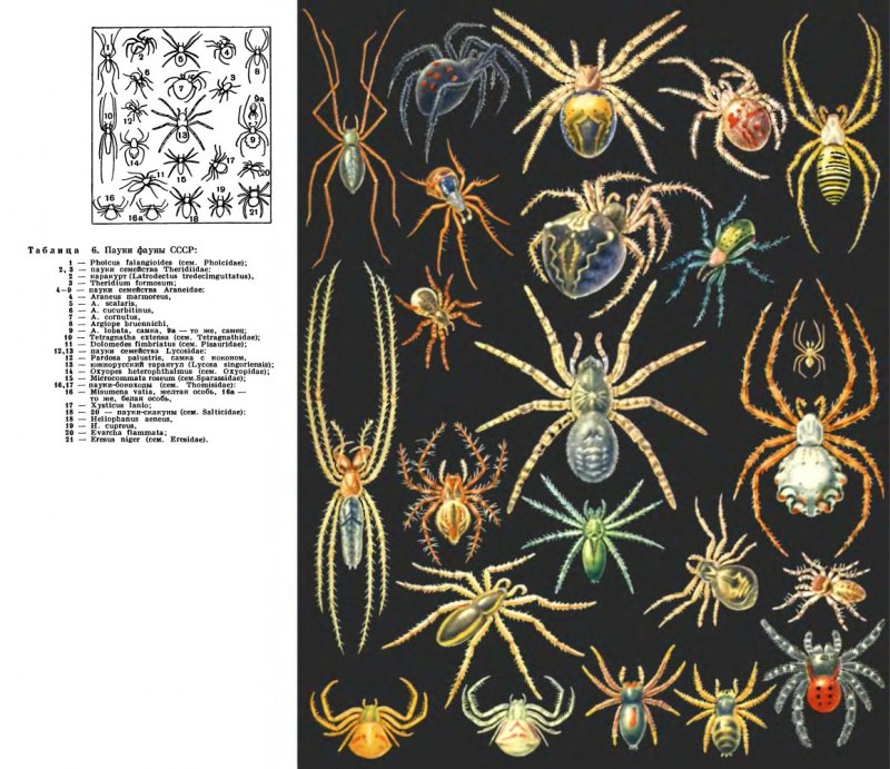 Паук-охотник heteropoda maxima