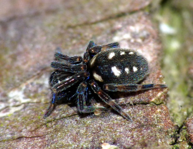 Zoropsidae паук