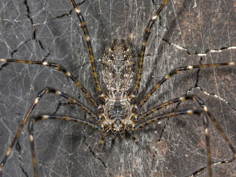 Araneus diadematus строение