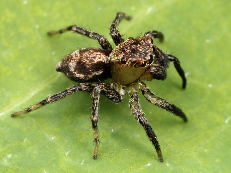 Euophryini