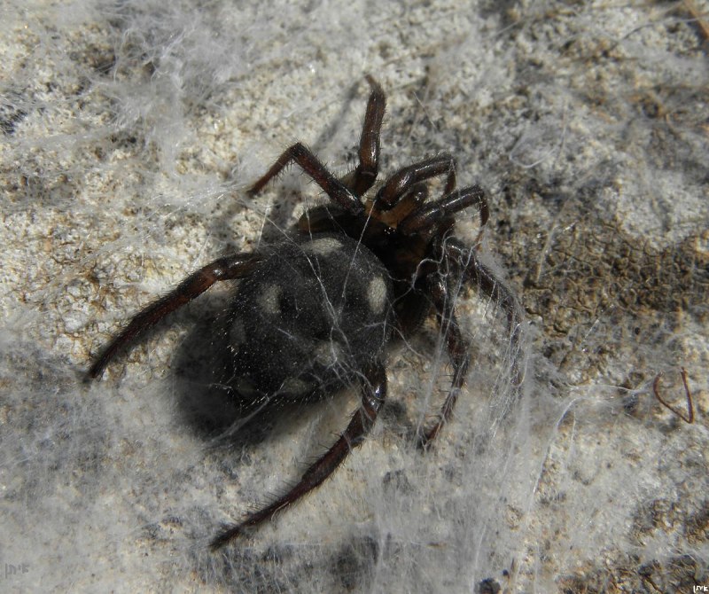 Dendryphantes SP Байкал