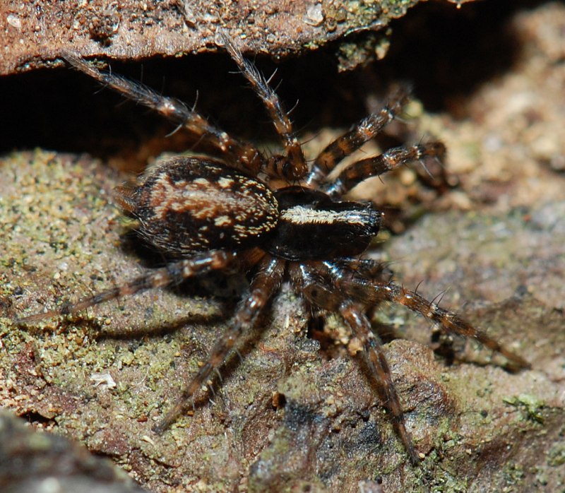 Аранеоморфные пауки Callobius