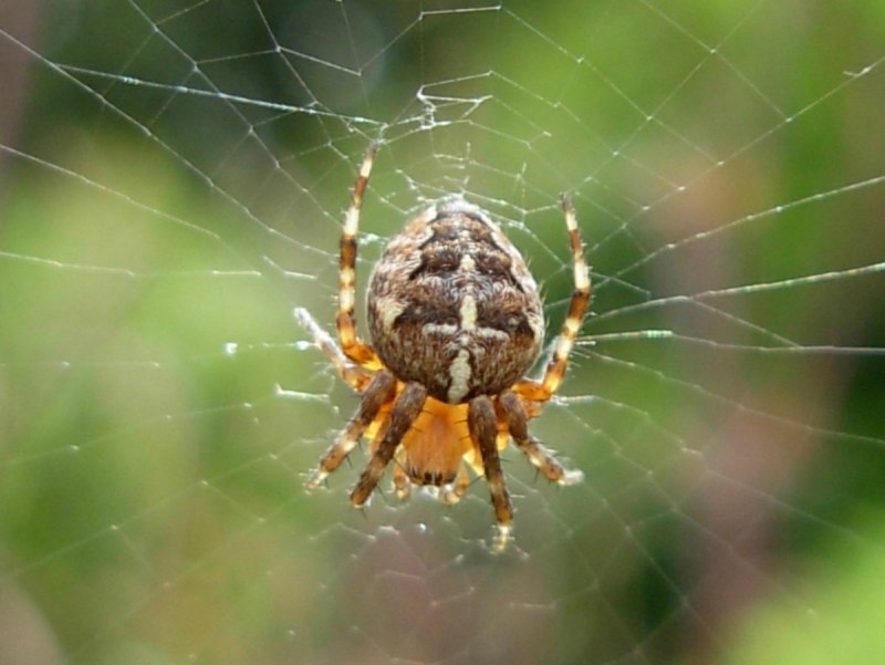 Argiope aemula