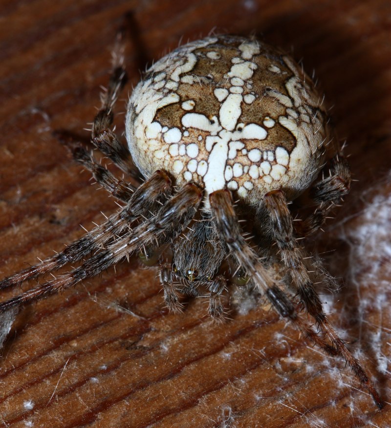 Phiale Formosa