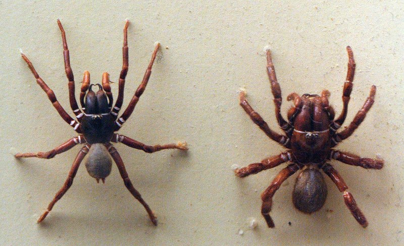 Aranha Armadeira