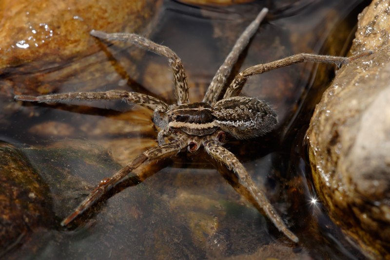 Обыкновенный крестовик - Araneus diadematus