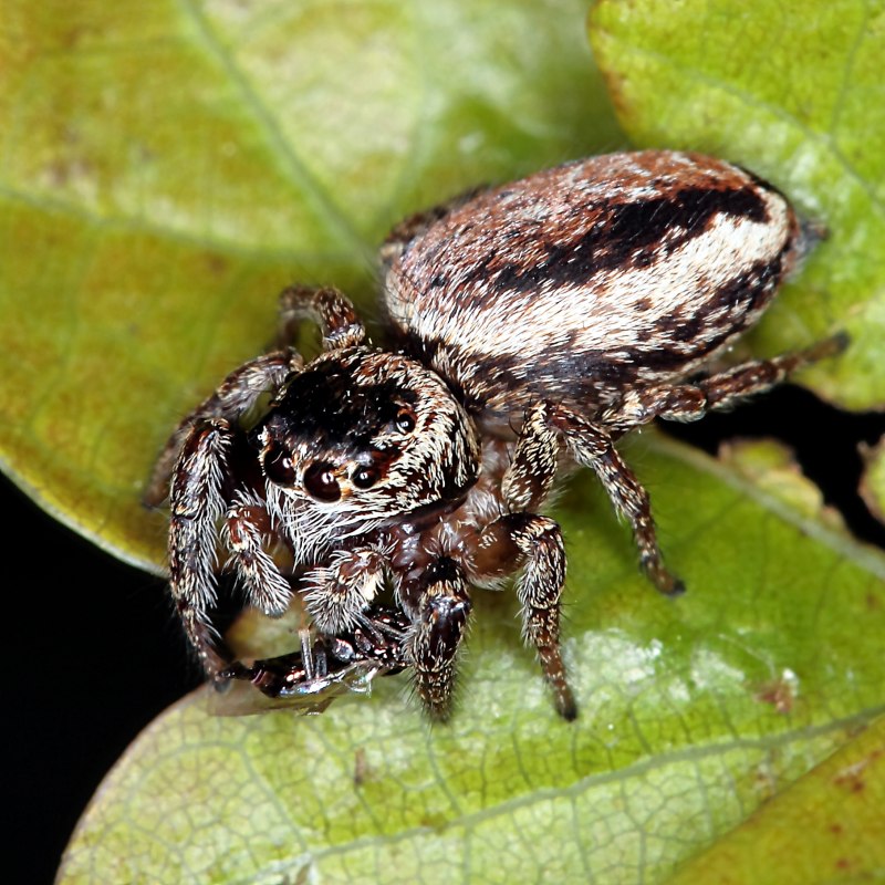 Nurscia albomaculata