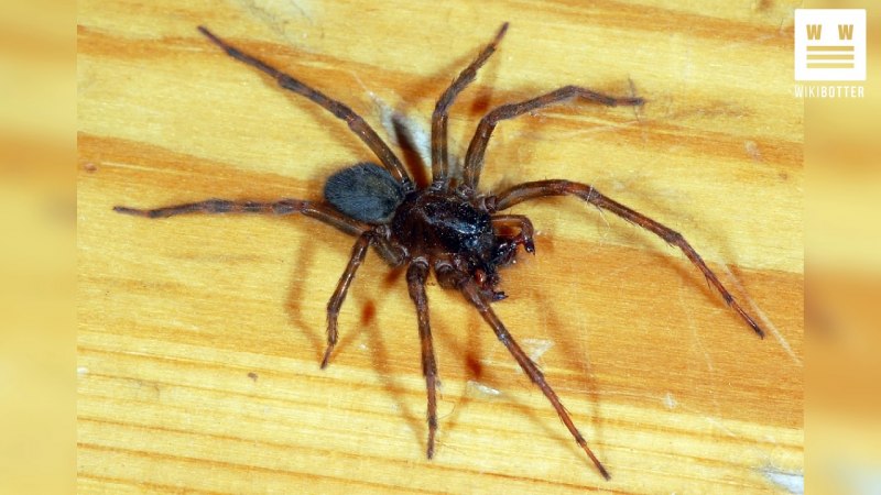 Neoscona adianta