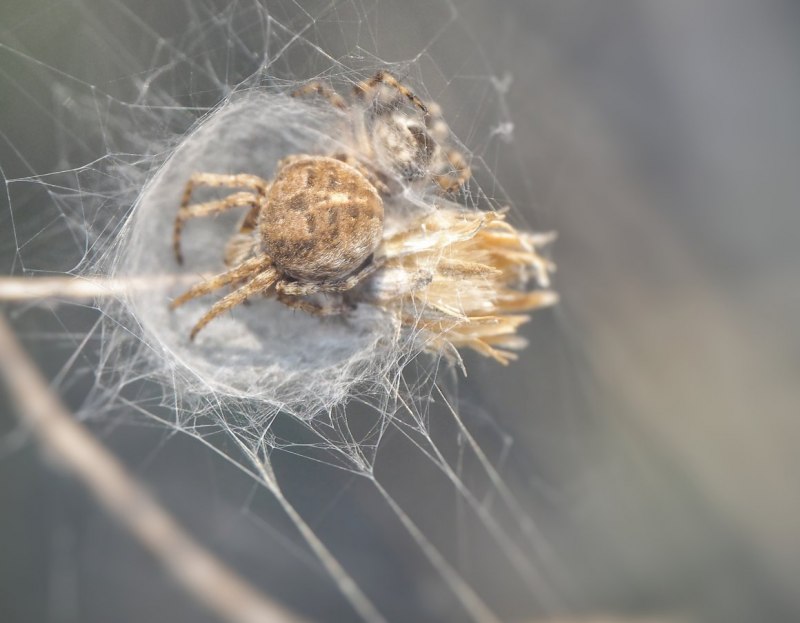 Крестовик, Araneus Circe
