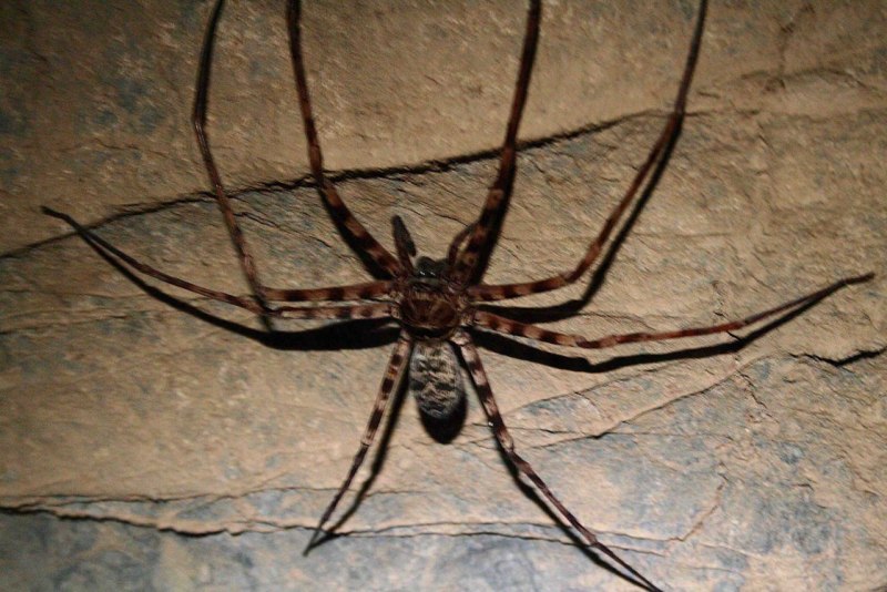 Паук Lycosa Rabida