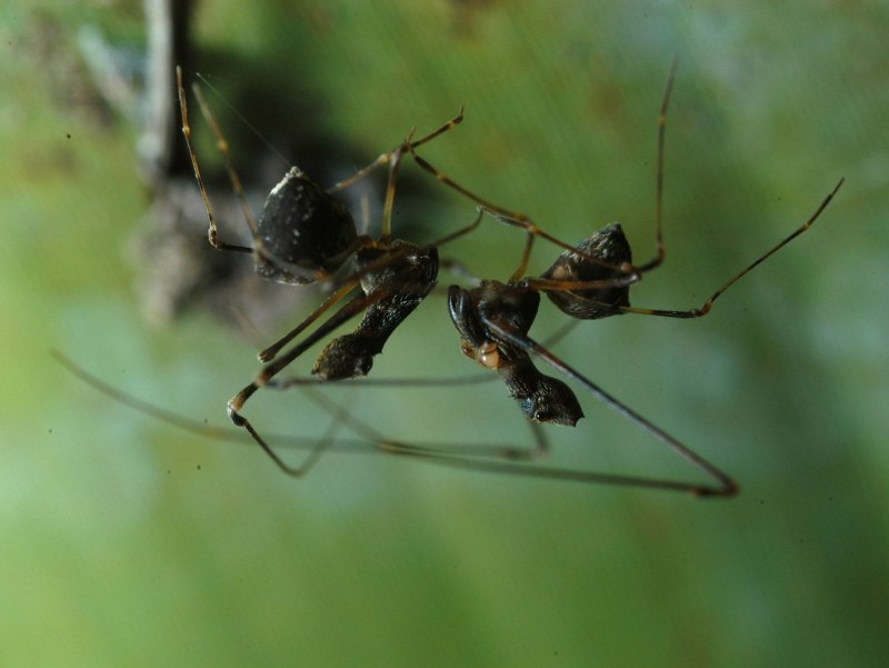 Hypochilus thorelli