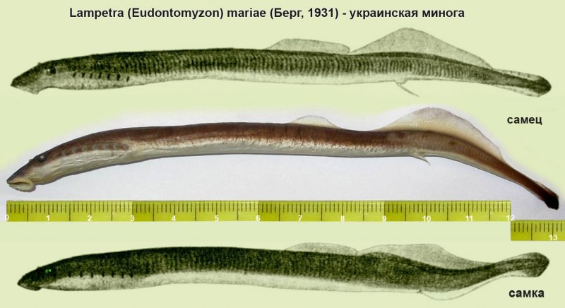 Речная минога личиночная стадия