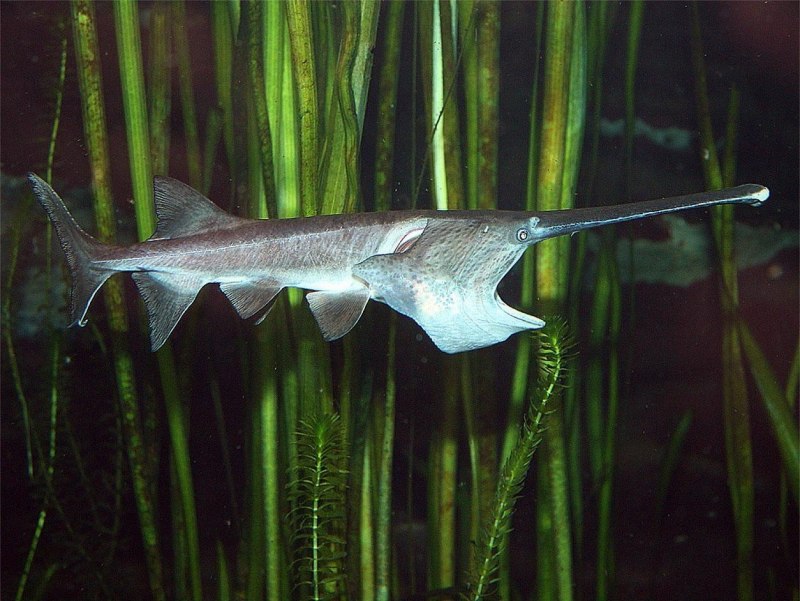Китайский веслонос Psephurus Gladius