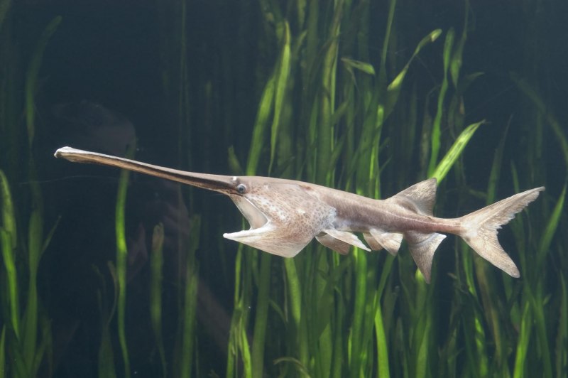Веслонос (Psephurus Gladius)
