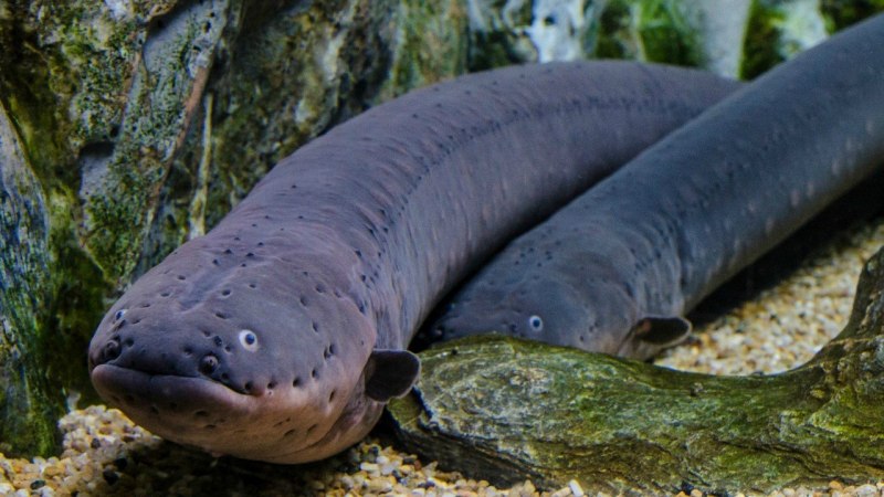 Электрический угорь (Electrophorus electricus)