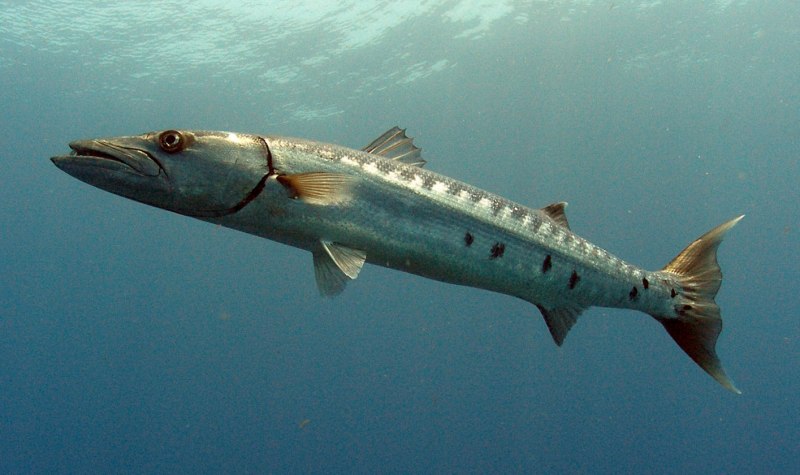 Морская щука Барракуда