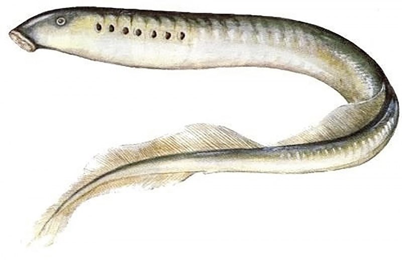 Украинская минога (Eudontomyzon Mariae (Berg, 1931))