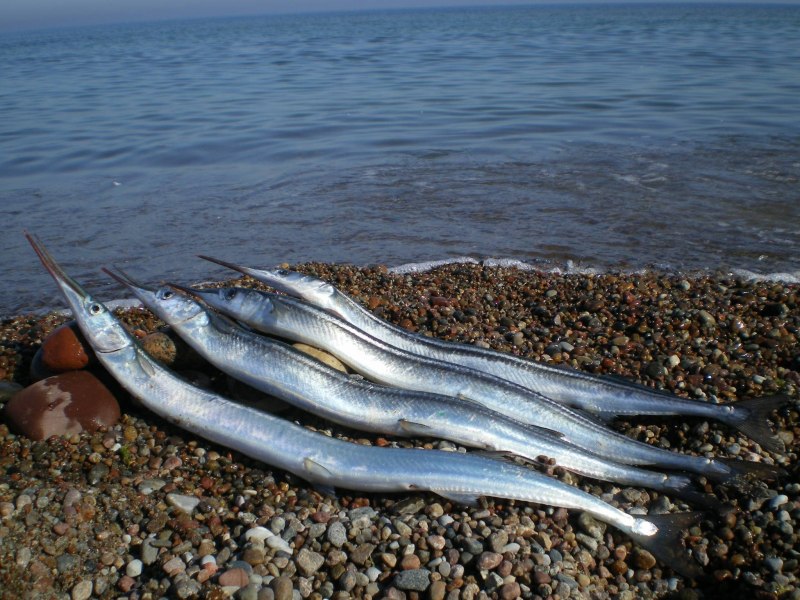 Сарган рыба в черном море