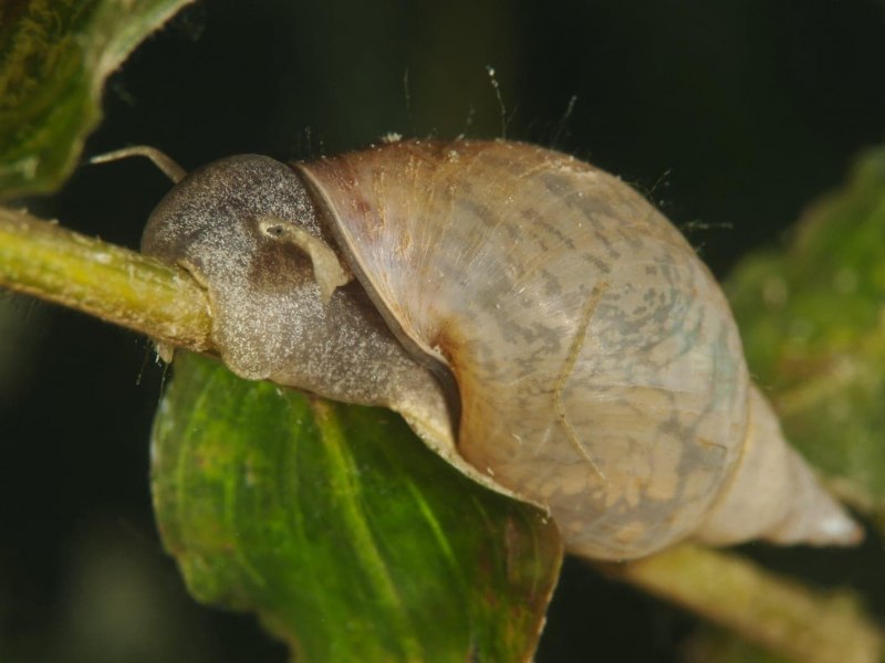 Физа пузырчатая Physa fontinalis