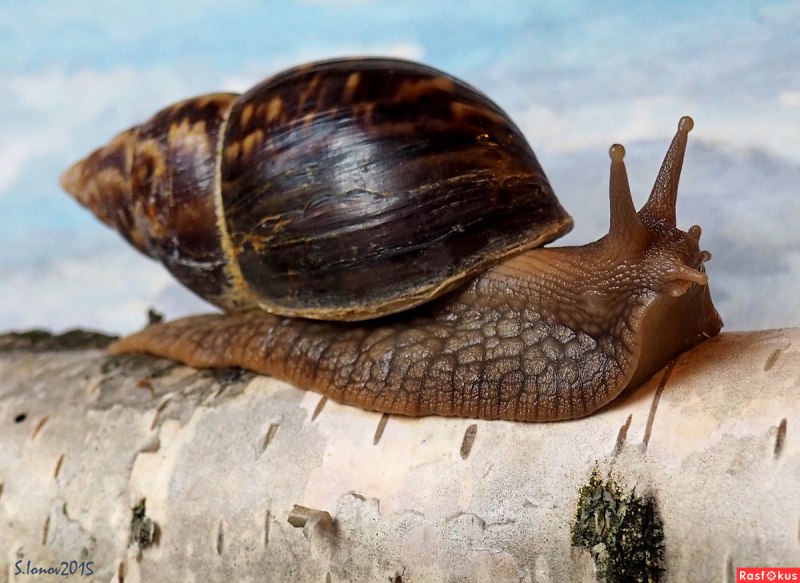 Lymnaea Auricularia