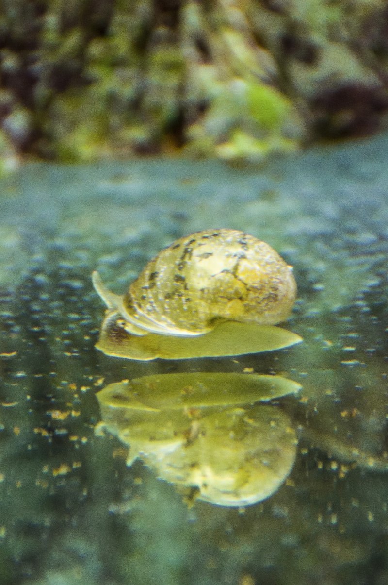 Водные брюхоногие моллюски